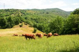 macelleria tolu pascolo