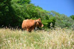 macelleria tolu pascolo mucca