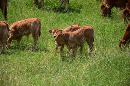 macelleria tolu vitello mucca